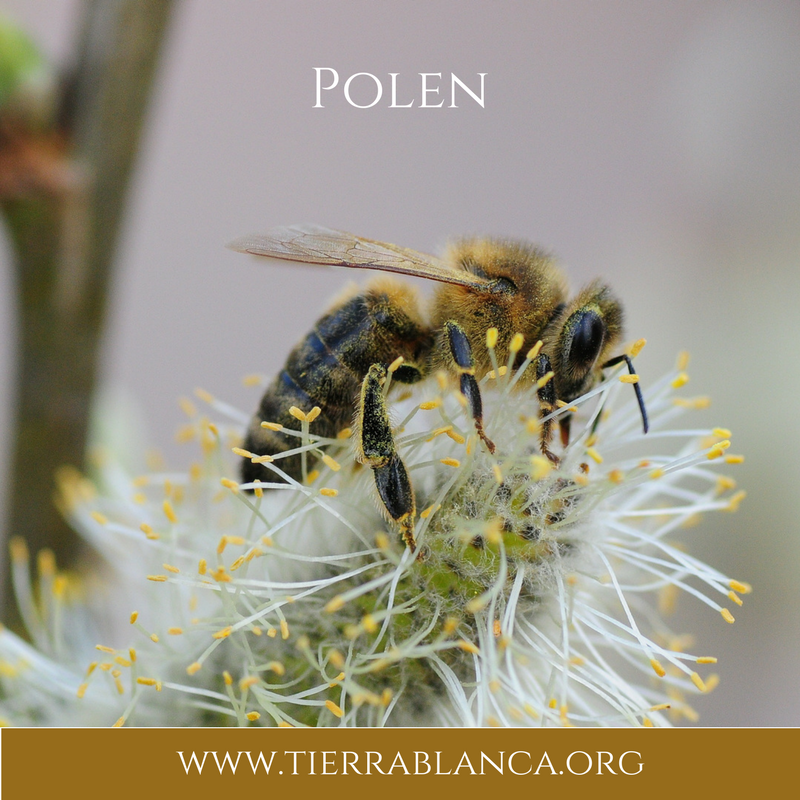 Miel de abeja a granel