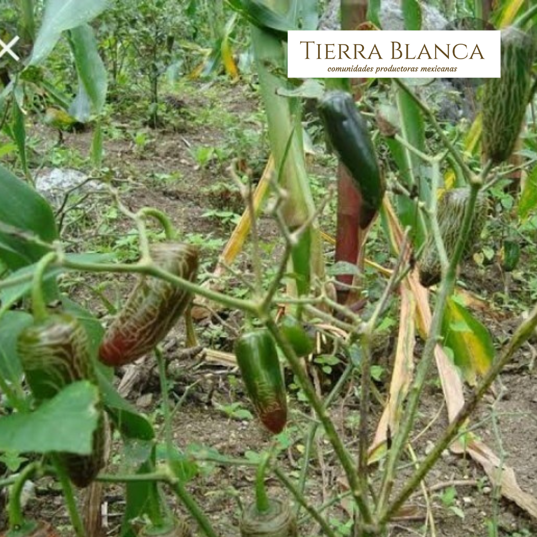 Noticias Tierra Blanca Mx Chile Rayado De Hidalgo